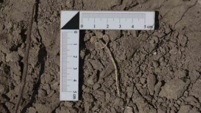 Troya’da 160 yılı aşkın süredir devam eden kazılar, 2025 yılında