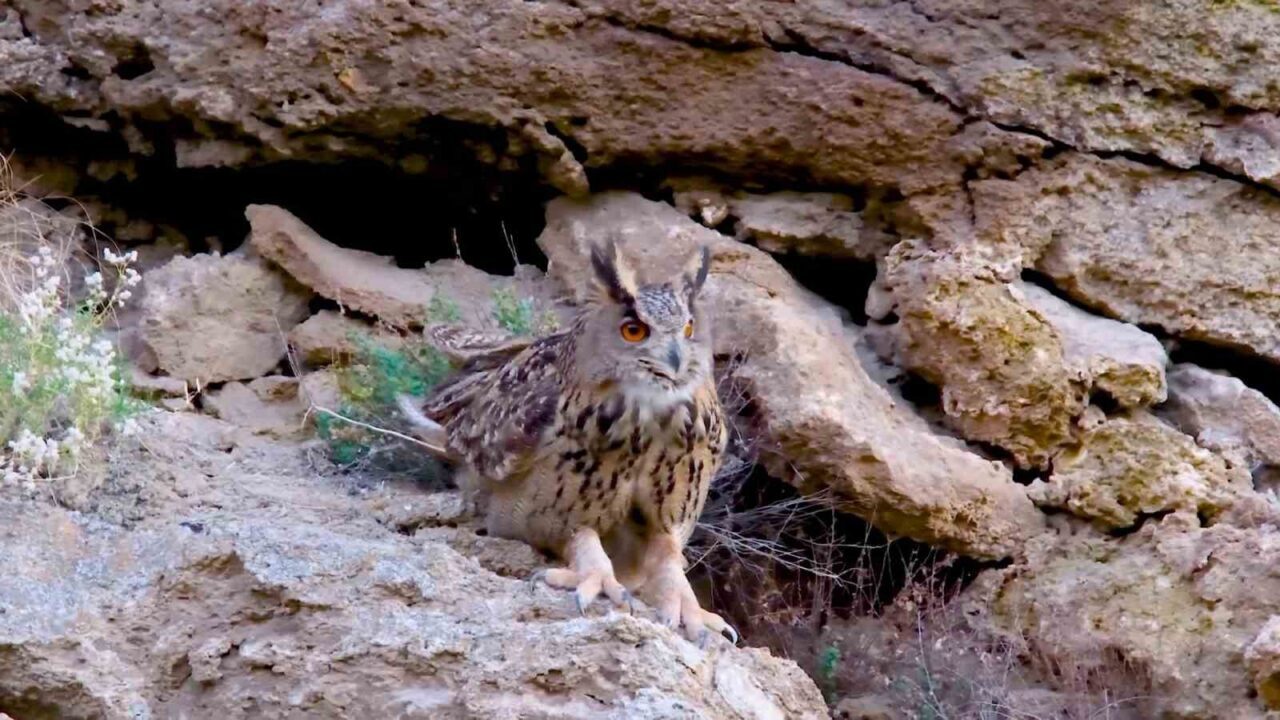 Sivas’ta yaban hayatı fotoğrafçısı, kanat genişlikleri yaklaşık 2 metreyi bulan
