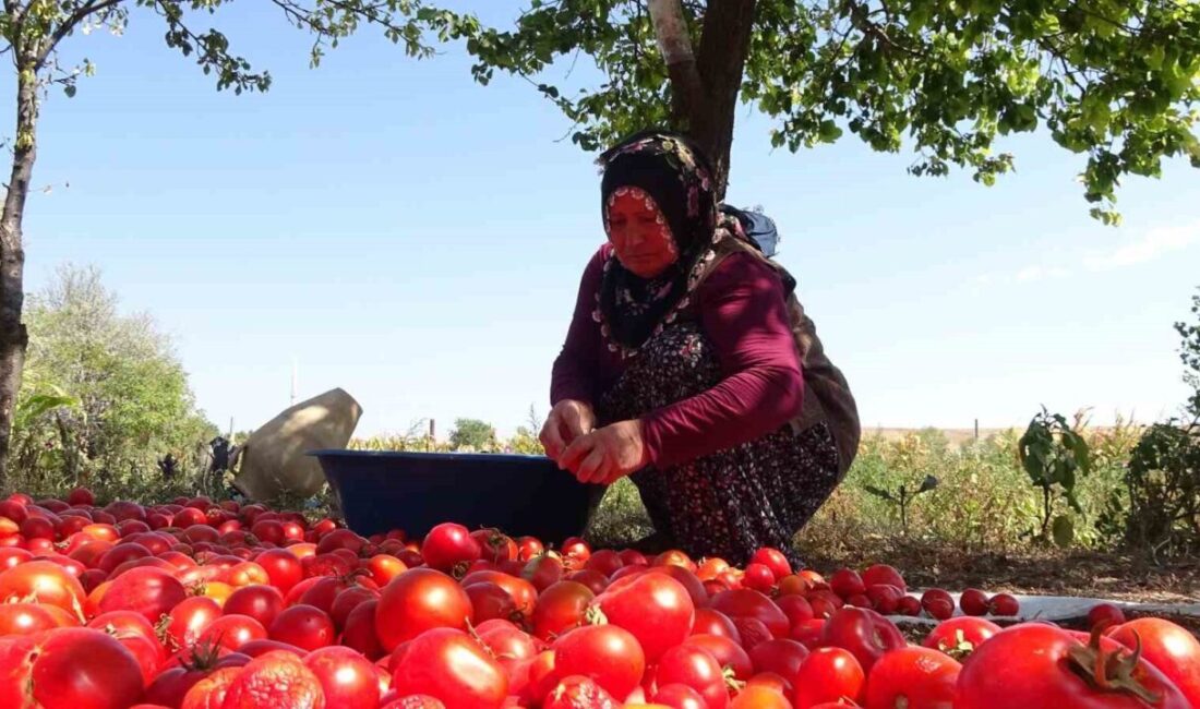 Kış aylarının yaklaşmasıyla birlikte evlerin temel ihtiyaçlarından olan salça yapımı