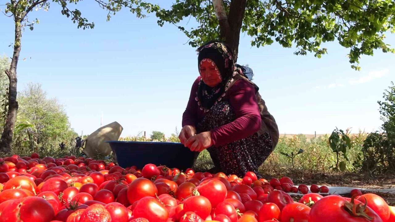 Kış aylarının yaklaşmasıyla birlikte evlerin temel ihtiyaçlarından olan salça yapımı
