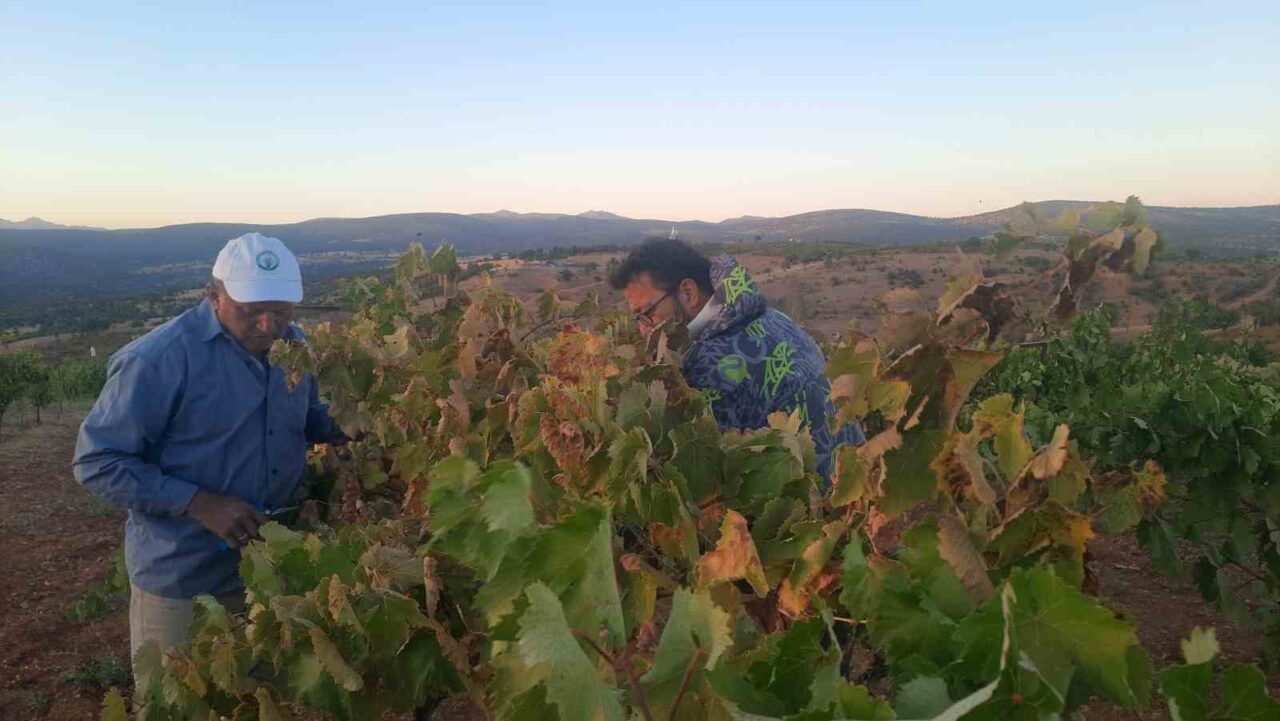 Konya’nın Bozkır ilçesine bağlı Sazlı Mahallesi’nde, üzüm hasat mevsiminin sonuna