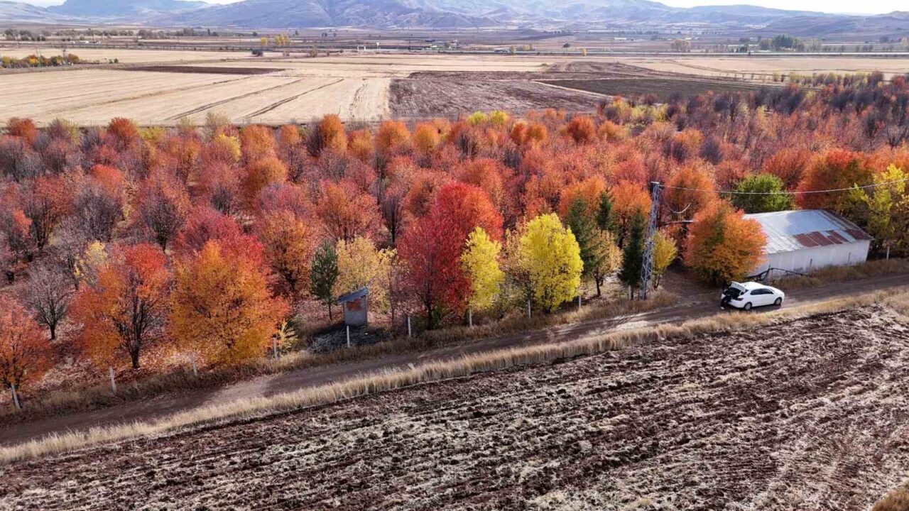 Sivas’taki vişne bahçesi, sonbaharda yağlı boya tablolarını aratmayan bir manzara