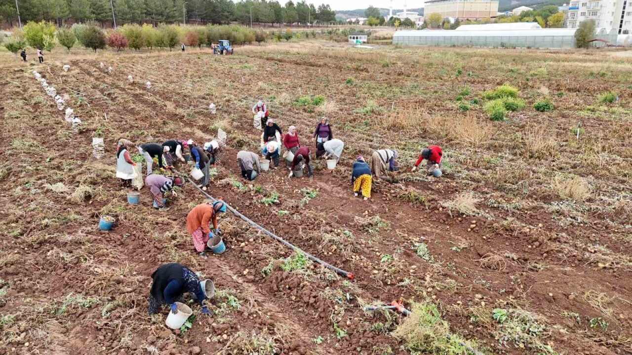 Sivas Cumhuriyet Üniversitesi Tarım Uygulama ve Araştırma Merkezi tarafından yetiştirilen