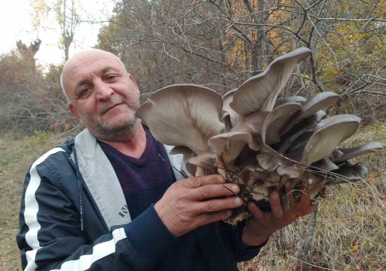 Sonbaharın gelmesiyle etkili olan yağışların ardından doğada yetişen Kanlıca mantarı,