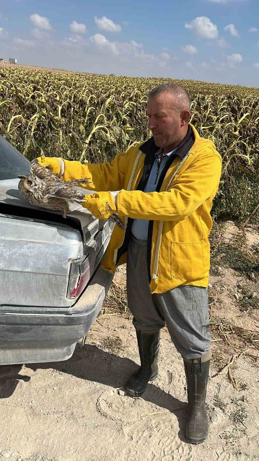 Konya’nın Karapınar ilçesinde tarlasında çalışan çiftçi tarafından bulunan yaralı baykuş,