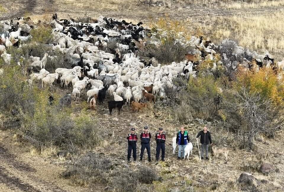 Ankara’nın Beypazarı ilçesinde kaybolan 544 adet küçükbaş hayvan, İlçe Jandarma