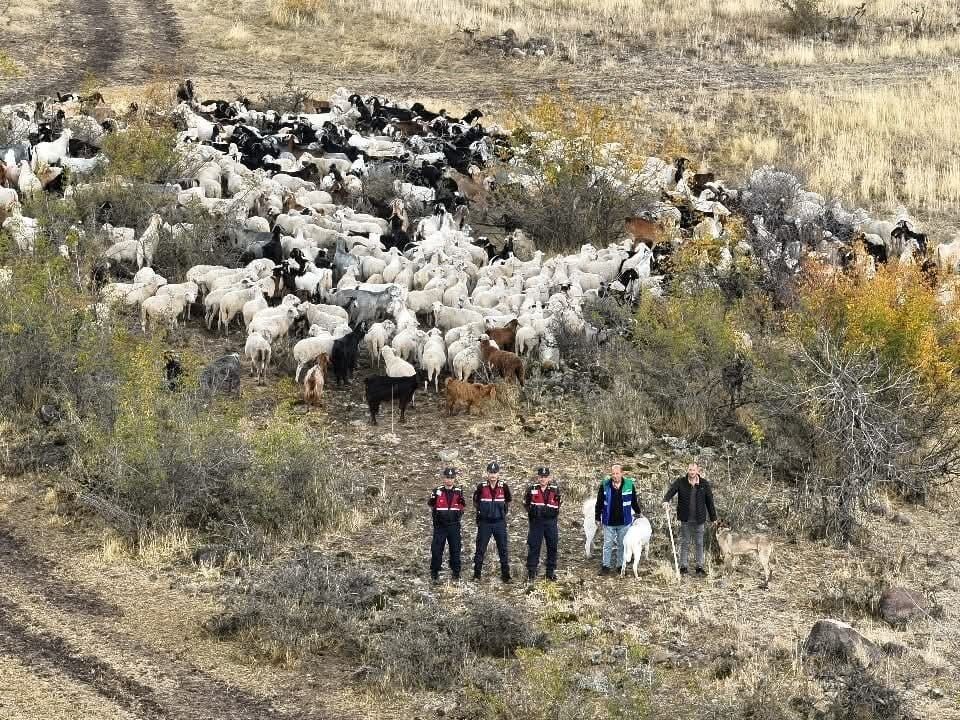 Ankara’nın Beypazarı ilçesinde kaybolan 544 adet küçükbaş hayvan, İlçe Jandarma