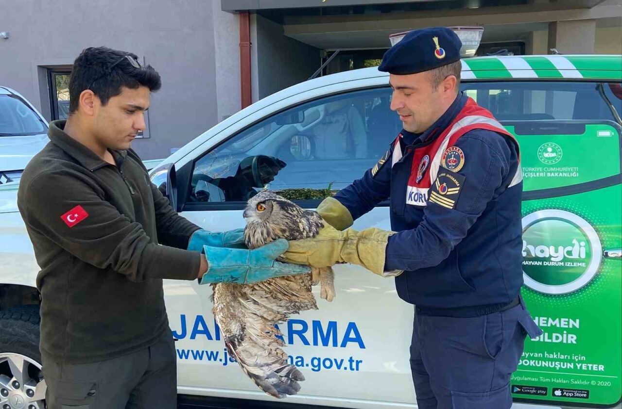 Kayseri’de uyuşturucu madde elde etmek için kenevir eken iki sanık