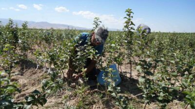 Türkiye’de elma üretiminde ikinci sırada yer alan Niğde, 2 milyonun