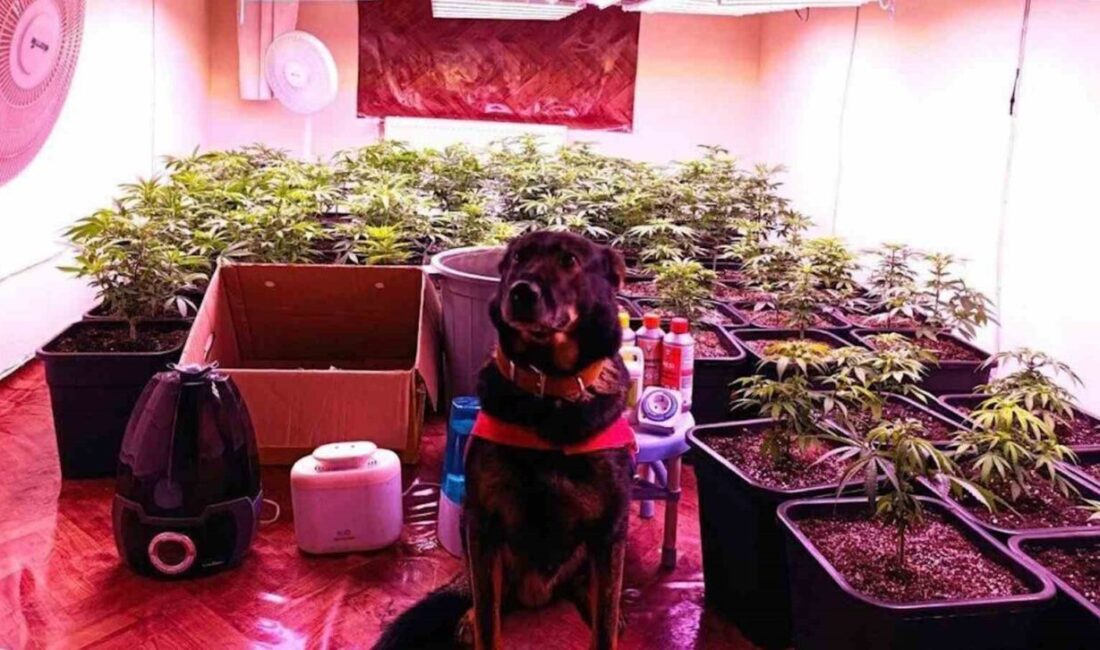 Kırıkkale’de düzenlenen operasyonda kiralık dairede kurduğu iklimlendirme sistemiyle kenevir yetiştiren