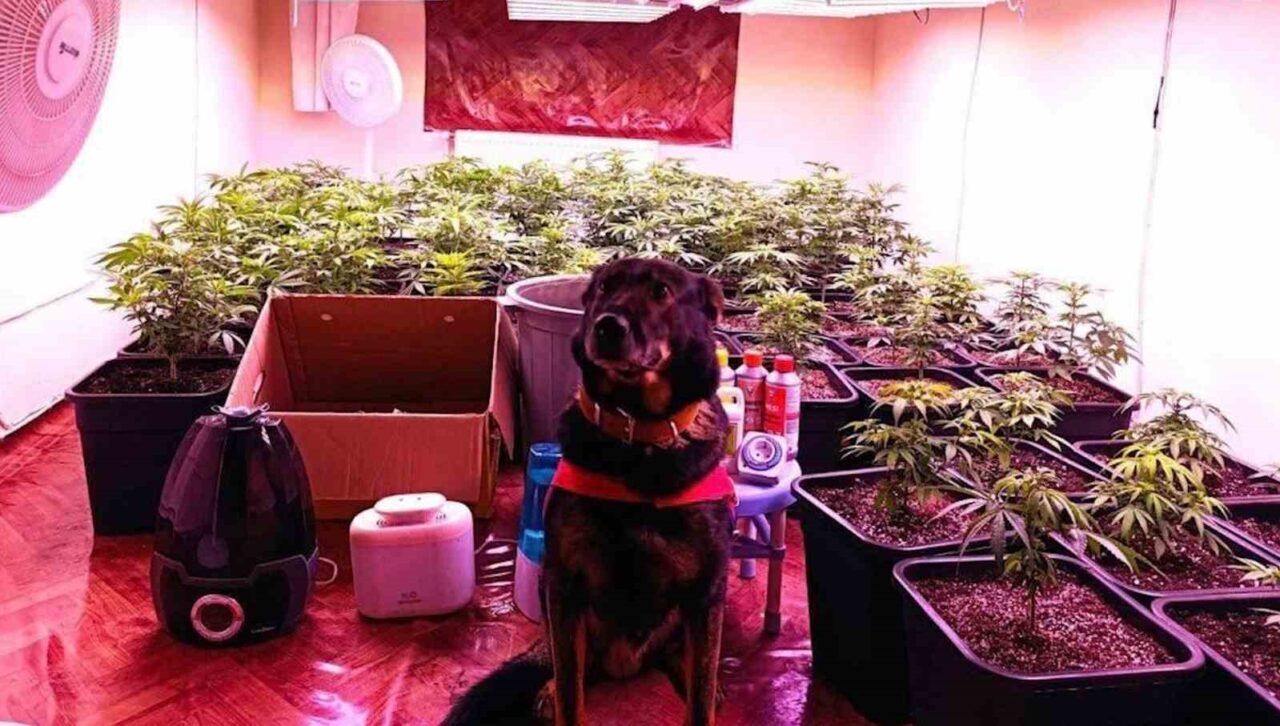 Kırıkkale’de düzenlenen operasyonda kiralık dairede kurduğu iklimlendirme sistemiyle kenevir yetiştiren