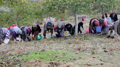 Tekirdağ’da, bozuk orman arazilerinde yetiştirilen cevizlerin hasadına başlandı.