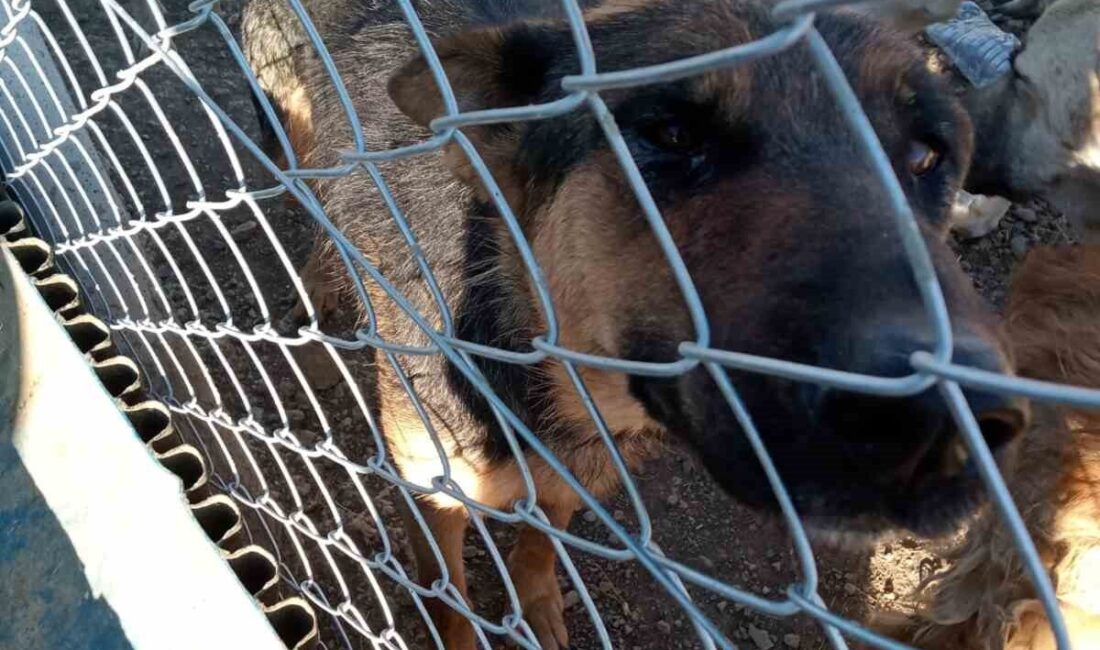 Yozgat’ın Yerköy ilçesinde köpeğe şiddet uygulayan şahıs gözaltına alındı.