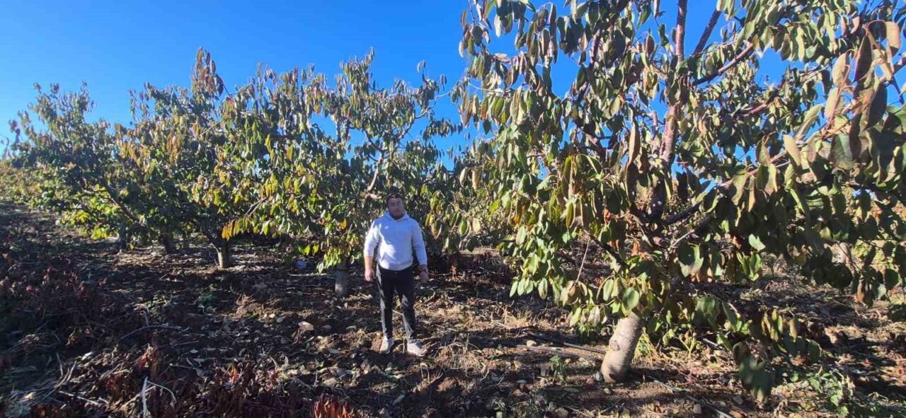 Kiraz üretimi ile ünlü Mihalıççık’taki çiftçi Sadettin Kızılkaya, zirai dondan