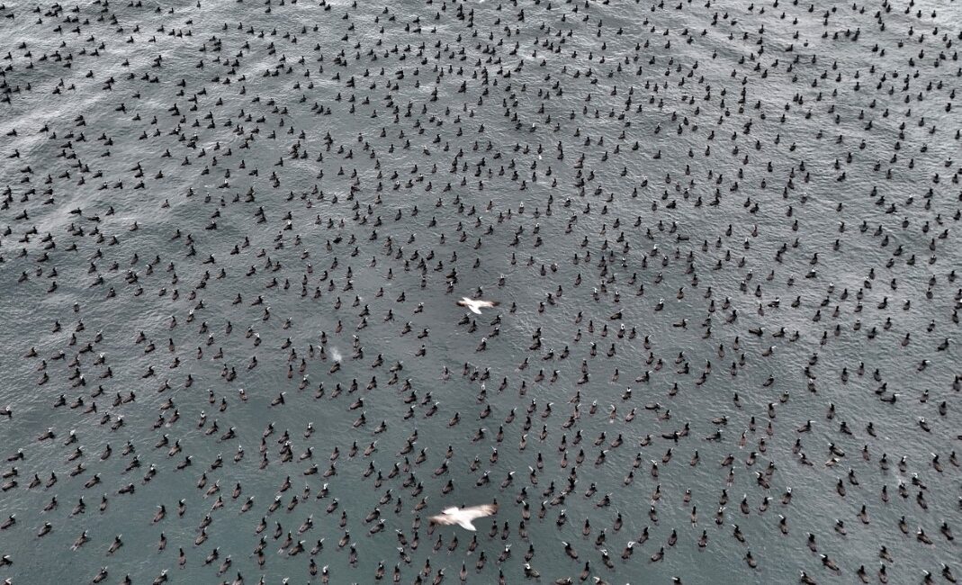 İstanbul’da üreme dönemine giren karabataklar, normalde mat siyah olan tüylerinin,