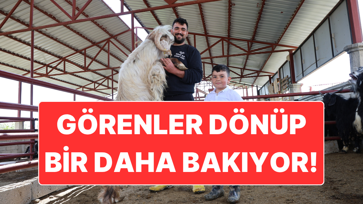 Elazığ’da kurbanlık için yetiştirilen ve 140 kilogram ağırlığına ulaşan bir
