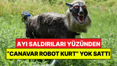 Japonya genelinde tırmanışa geçen ayı saldırıları, yerel halkı ve güvenlik