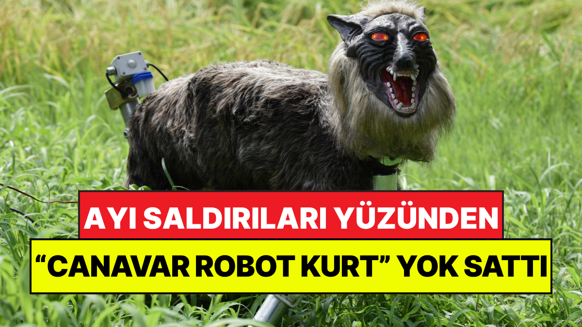 Japonya genelinde tırmanışa geçen ayı saldırıları, yerel halkı ve güvenlik