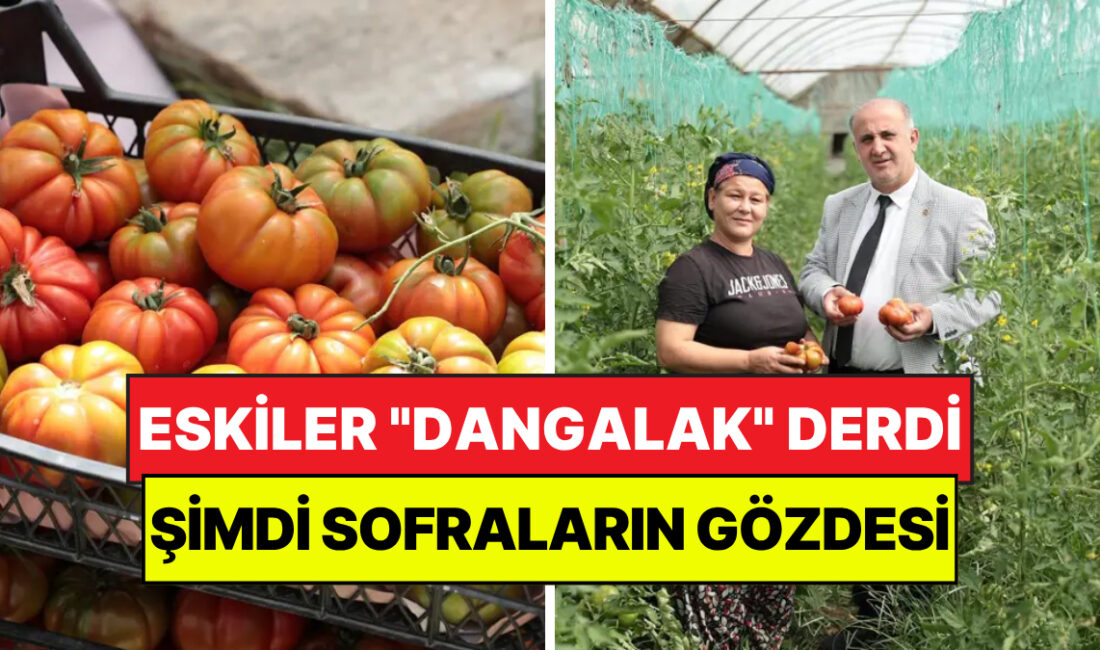 Aydın’ın İncirliova ilçesinde, geleneksel tarım yöntemleriyle yetiştirilen yerli domatesin yılın
