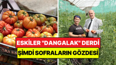 Aydın’ın İncirliova ilçesinde, geleneksel tarım yöntemleriyle yetiştirilen yerli domatesin yılın