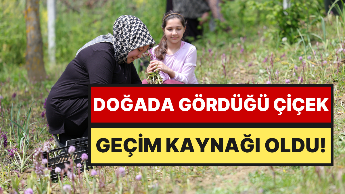Zonguldak’ın Devrek ilçesinde yaşayan Gülsüm Köseoğlu, doğada rastladığı salep orkidesini