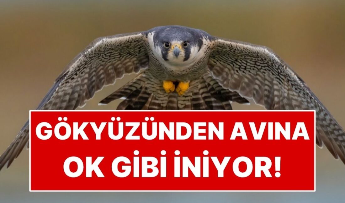 Dünyanın en hızlı hayvanı denince akla karada koşan çita gelebilir.
