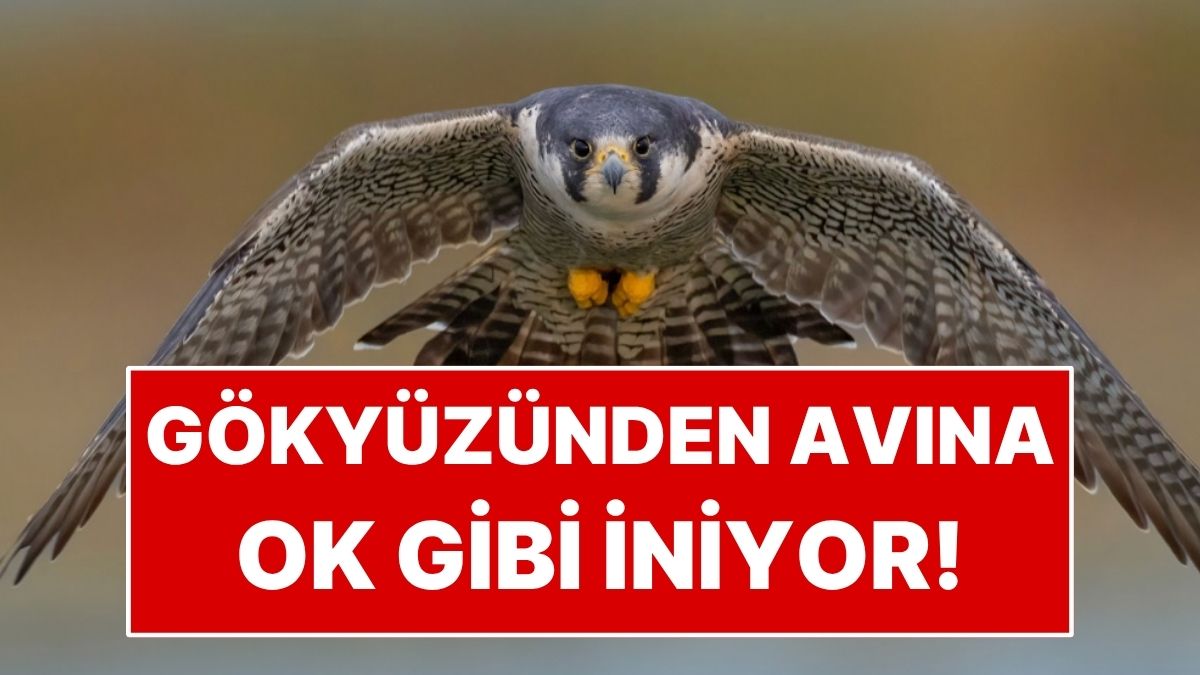 Dünyanın en hızlı hayvanı denince akla karada koşan çita gelebilir.