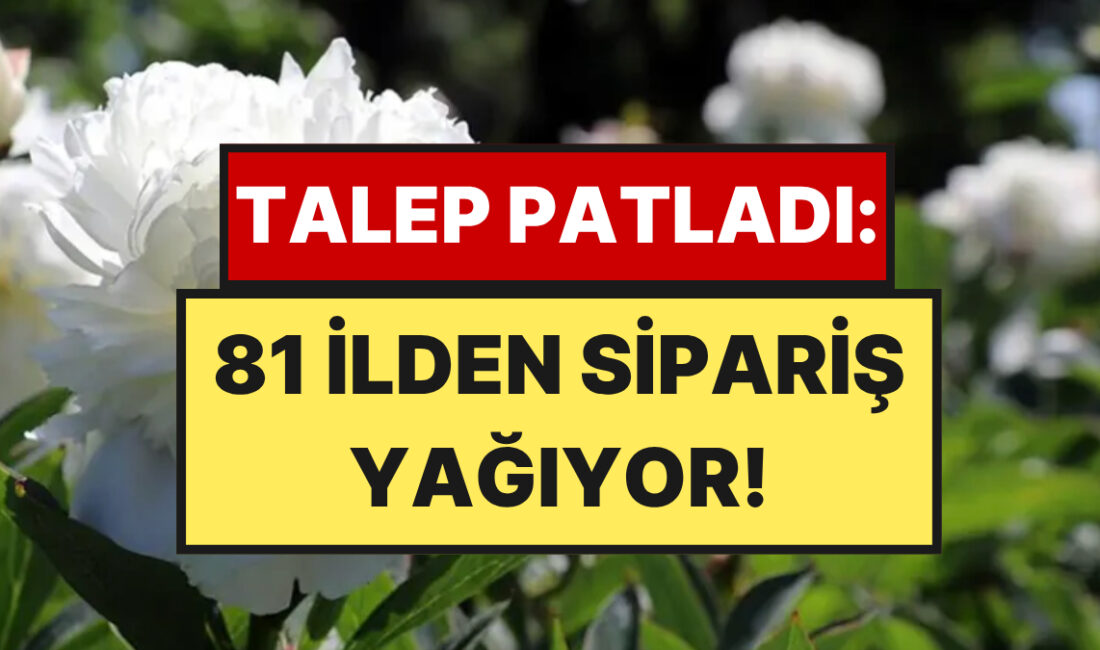 Antalya'nın Elmalı ilçesi, son yıllarda örtüaltı çiçek üretiminde gerçekleştirdiği hamleyle