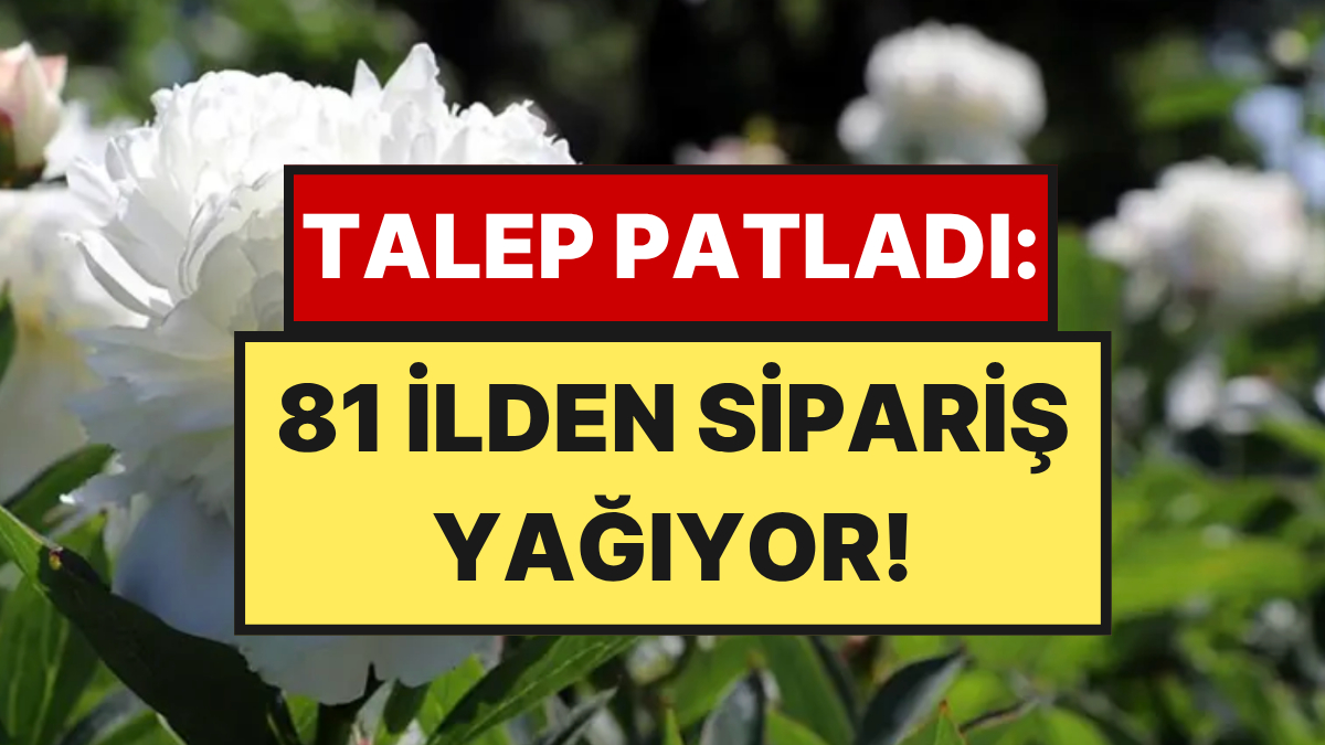Antalya'nın Elmalı ilçesi, son yıllarda örtüaltı çiçek üretiminde gerçekleştirdiği hamleyle