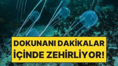 Avustralya’nın tropik kıyılarında denize girmek bazen göründüğü kadar masum olmayabilir.