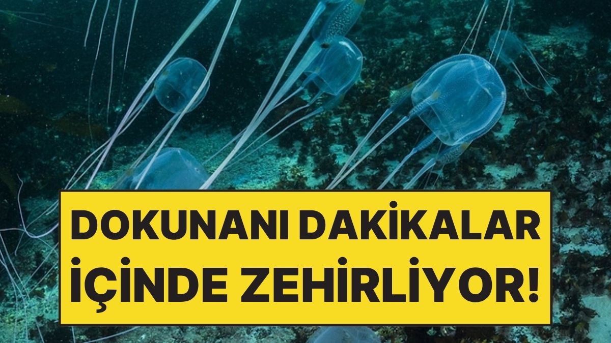 Avustralya’nın tropik kıyılarında denize girmek bazen göründüğü kadar masum olmayabilir.