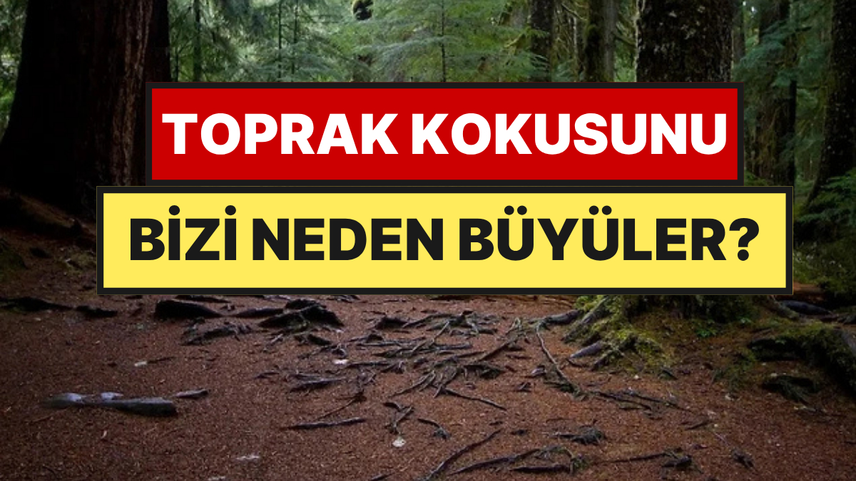 Yağmur yağdıktan sonra topraktan yükselen o benzersiz, ferahlatıcı koku herkesi