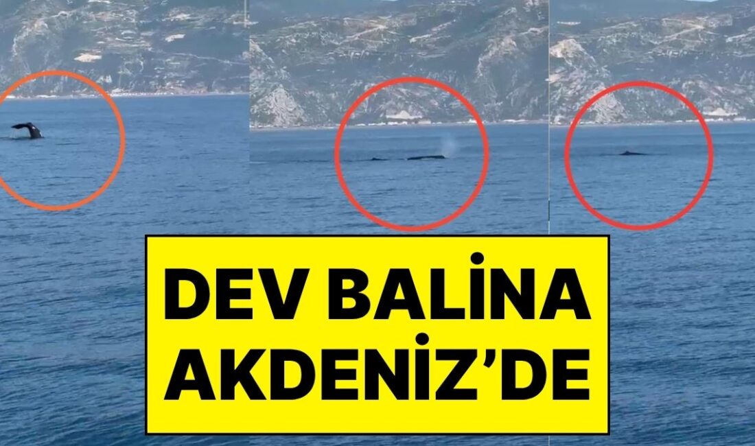 Hatay'ın Samandağ ilçesi Akdeniz açıklarında bir balinanın yüzdüğü anlar cep