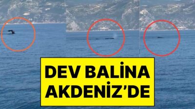 Hatay'ın Samandağ ilçesi Akdeniz açıklarında bir balinanın yüzdüğü anlar cep