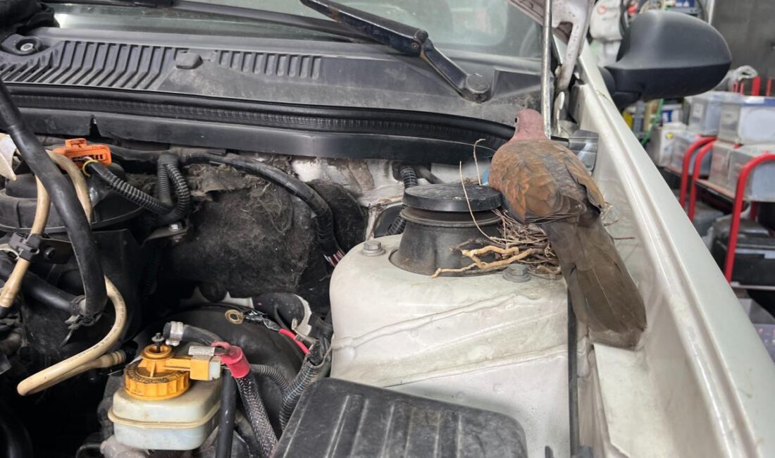 İstanbul Bağcılar'da, motoru tamir edilen otomobilin üstüne kumru yuva yaptı.
