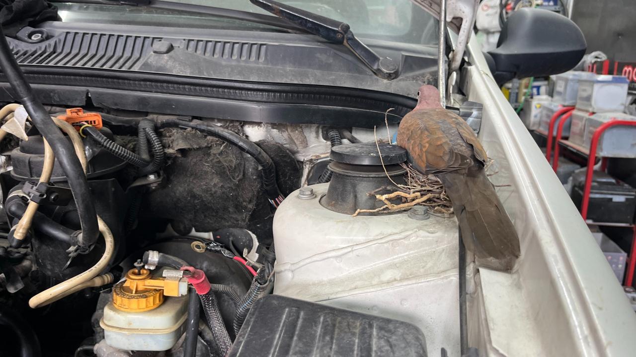 İstanbul Bağcılar'da, motoru tamir edilen otomobilin üstüne kumru yuva yaptı.