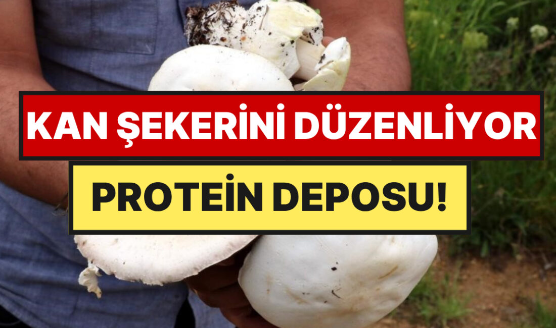Erzincan’ın sarp dağlarında bahar mevsimiyle birlikte ortaya çıkan ve yüksek