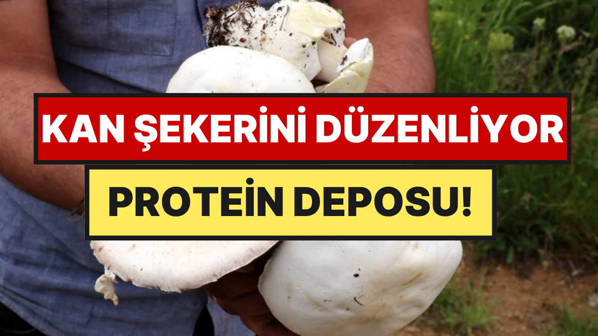 Erzincan’ın sarp dağlarında bahar mevsimiyle birlikte ortaya çıkan ve yüksek