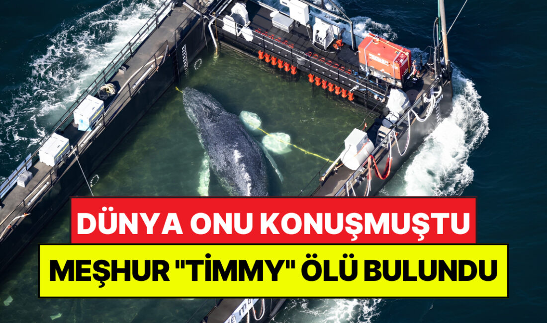 Almanya kıyılarında haftalarca kamuoyunun gündemini meşgul eden ve tüm müdahalelere