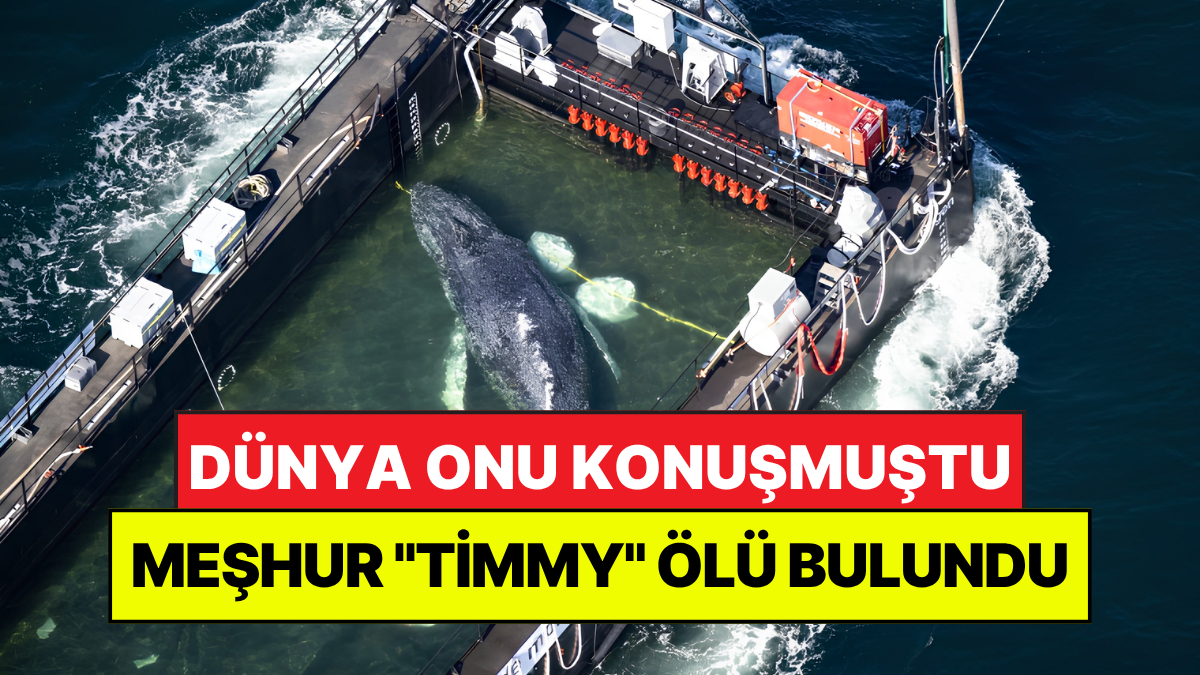 Almanya kıyılarında haftalarca kamuoyunun gündemini meşgul eden ve tüm müdahalelere
