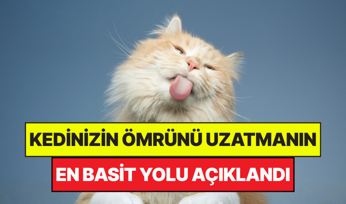 Dünya genelinde yapılan güncel araştırmalar, ev kedilerinin serbestçe dışarıya bırakılmasının