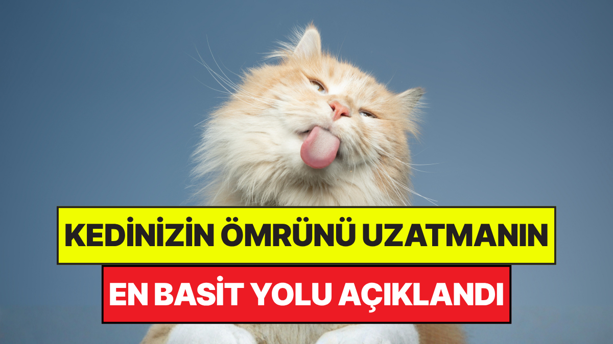 Dünya genelinde yapılan güncel araştırmalar, ev kedilerinin serbestçe dışarıya bırakılmasının