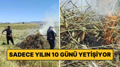 Gaziantep’in Araban Ovası’nda, yılın yalnızca kısa bir döneminde gerçekleştirilen firik