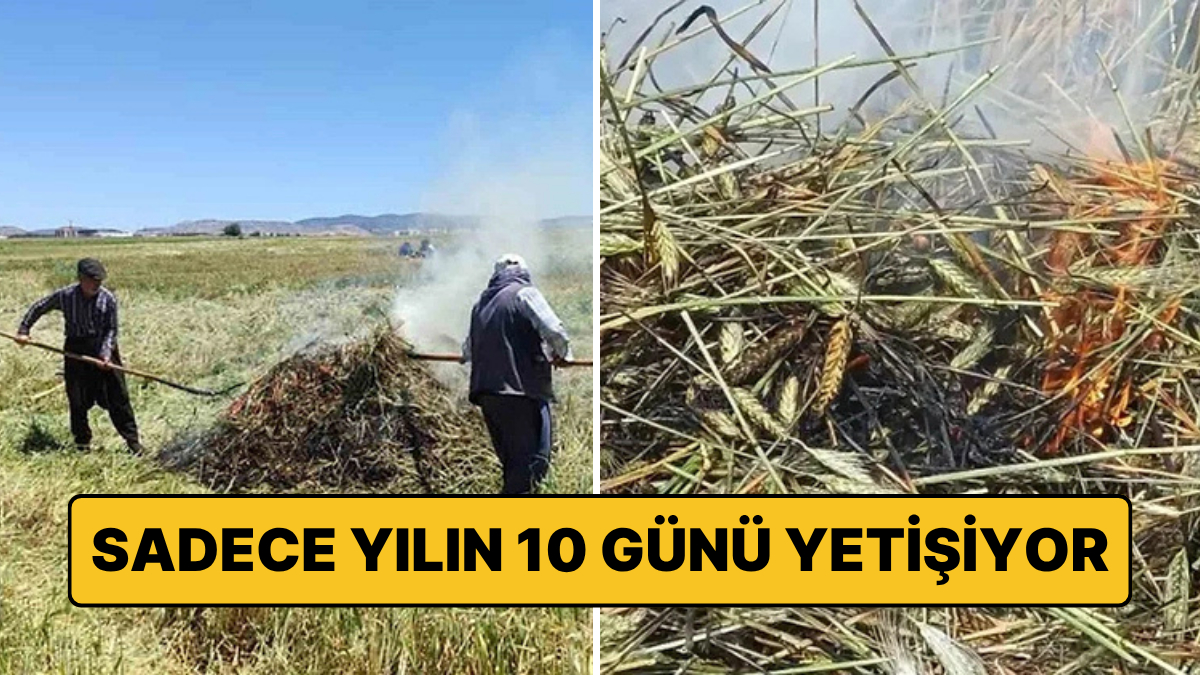 Gaziantep’in Araban Ovası’nda, yılın yalnızca kısa bir döneminde gerçekleştirilen firik